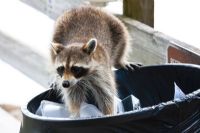 Rage en Estrie : restez vigilants face à ce virus mortel